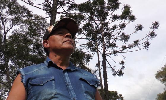 Mate: FAO ressalta a importância da bebida que mantém a floresta viva